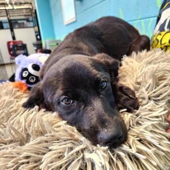 Rockstar Pup: Mick -  Labrador Retriever and Mixed Breed Dog for Adoption in Falls Church, Virginia - Rockstar Pup: Mick | PetCurious