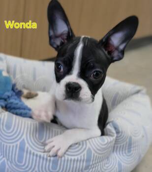 Wonda -  Boston Terrier Dog for Adoption in Ashland, Ohio - Wonda | PetCurious