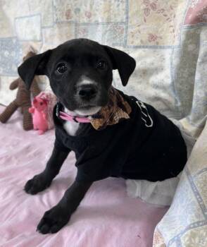 Maggi -  Terrier Dog for Adoption in Crescent City, Florida - Maggi | PetCurious
