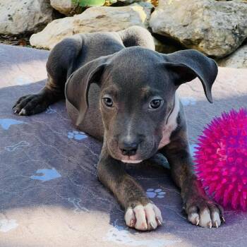 Rescue Pit Bull Terrier Dogs for Adoption in Austin, Texas - Lina SP | PetCurious
