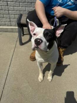 Kana -  Mixed Breed Dog for Adoption in Terre Haute, Indiana - Kana | PetCurious