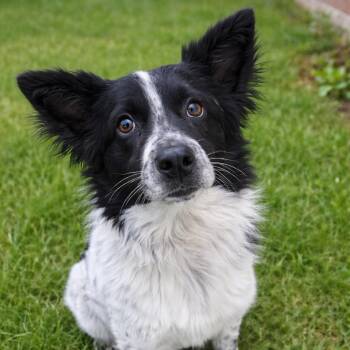 Border Collie and Australian Shepherd Dogs Available for Adoption - Junior - Happy, Charming, Smart Lover Boy!  | PetCurious