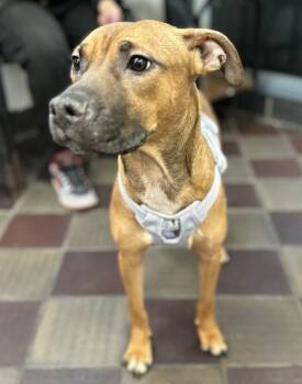 Rescue Mixed Breed Dogs for Adoption in New York, New York - Bougie | PetCurious