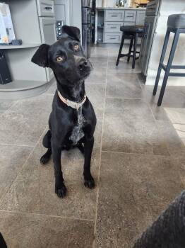 Labrador Retriever and Manchester Terrier Dogs Available for Adoption in Lake Forest, California - Vera  | PetCurious
