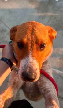 Jude -  Cattle Dog Dog for Adoption in Warren, Ohio - Jude | PetCurious
