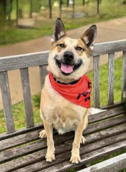 Rescue Cattle Dog and Corgi Dogs for Adoption in Houston, Texas - Koji | PetCurious