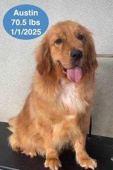 Golden Retriever Dogs Available for Adoption in Houston, Texas - Austin | PetCurious