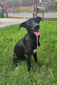 Andy -  Glen Of Imaal Terrier and Belgian Shepherd Malinois Dog for Adoption in Harlingen, Texas - Andy | PetCurious