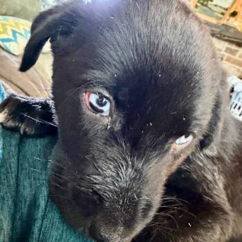 Coal -  Border Collie and Mixed Breed Dog for Adoption in Ennis, Texas - Coal | PetCurious