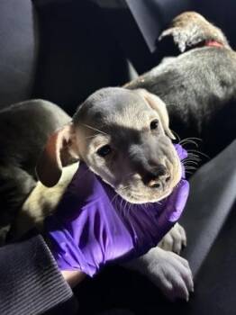 Terrier and Mixed Breed Dogs Available for Adoption - Vivian | PetCurious