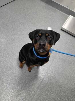 Rescue Rottweiler Dogs for Adoption in Sevierville, Tennessee - Coco | PetCurious