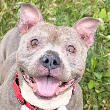 Peaches -  Pit Bull Terrier Dog for Adoption in Jefferson, Wisconsin - Peaches | PetCurious