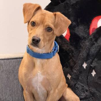 Butters -  Mixed Breed Dog for Adoption in Springfield, Missouri - Butters | PetCurious