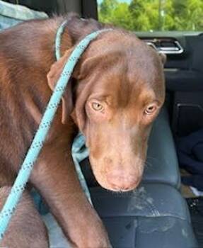 Chocolate Labrador Retriever and Mixed Breed Dogs Available for Adoption in Maryville, Tennessee - Hershey | PetCurious