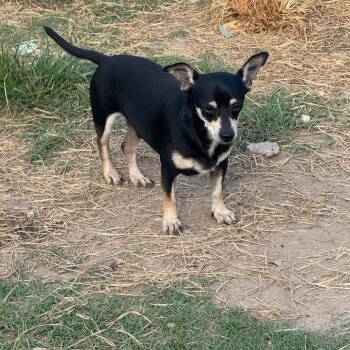 Hutch -  Chihuahua Dog for Adoption in Anahuac, Texas - Hutch | PetCurious