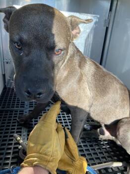 Rescue Mixed Breed Dogs for Adoption in Dallas, Texas - BROWNIE | PetCurious