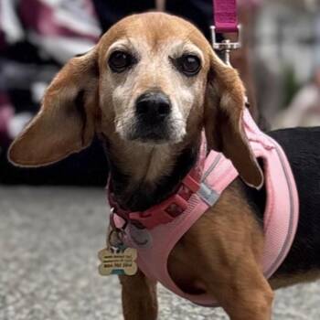 Pretzel -  Beagle Dog for Adoption in Richmond, Virginia - Pretzel | PetCurious