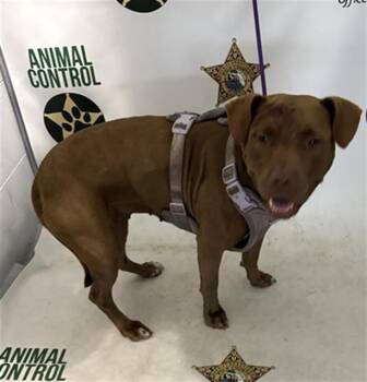 A1276065 -  American Bulldog Dog for Adoption in Winter Haven, Florida - A1276065 | PetCurious