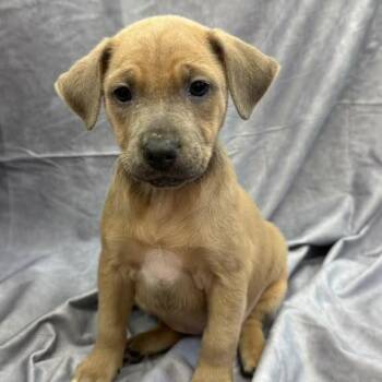 Mia -  Terrier Dog for Adoption in Sunrise, Florida - Mia | PetCurious