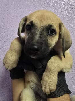 puppy 3 -  Mixed Breed Dog for Adoption in El Paso, Texas - Puppy 3 | PetCurious
