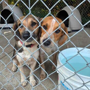 Jax -  Beagle Dog for Adoption in Huntington, West Virginia - Jax | PetCurious