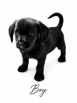 Drew -  Mixed Breed Dog for Adoption in Sylvania, Georgia - Drew | PetCurious