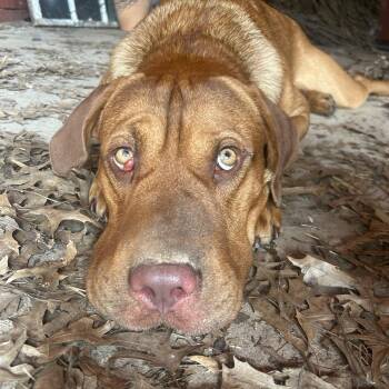 Hank Da Tank -  Dogue De Bordeaux Dog for Adoption in Memphis, Tennessee - Hank Da Tank | PetCurious