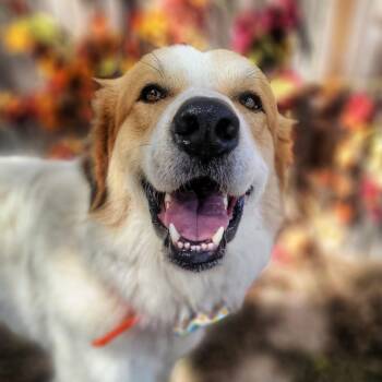 Rescue Great Pyrenees Dogs for Adoption in Tacoma, Washington - Gage | PetCurious