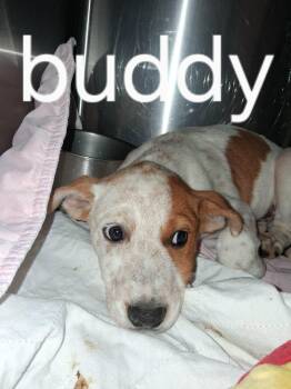 Buddy -  Australian Cattle Dog Blue Heeler Dog for Adoption in Memphis, Tennessee - Buddy | PetCurious
