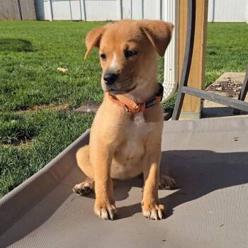 Gamora -  German Shepherd Dog Dog for Adoption in Houston, Texas - Gamora | PetCurious