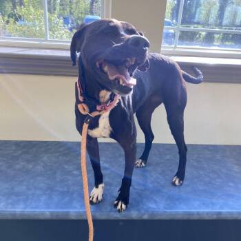 Sissy -  Hound and Mixed Breed Dog for Adoption in Lynchburg, Virginia - Sissy | PetCurious