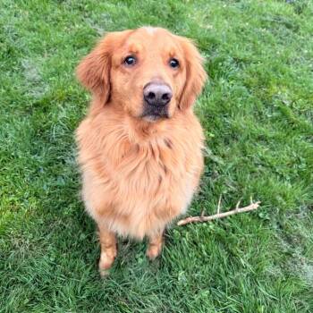 Rookie -  Golden Retriever Dog for Adoption in Louisville, Kentucky - Rookie | PetCurious