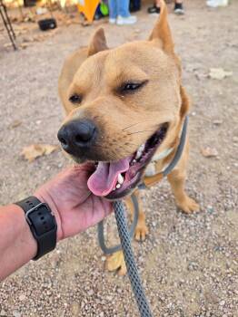 Carolina Dog Dogs Available for Adoption - Blanca Marigold | PetCurious