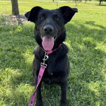 Mixed Breed Dogs Available for Adoption in Naperville, Illinois - Ashley-May | PetCurious