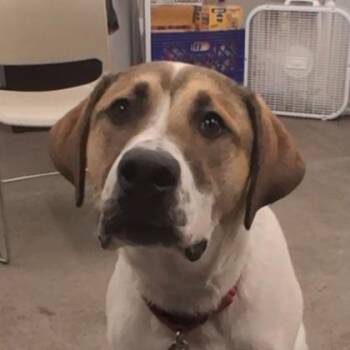 Thunder -  Shepherd and Mixed Breed Dog for Adoption in Voorhees Township, New Jersey - Thunder | PetCurious