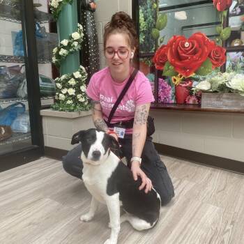 Mixed Breed Dogs Available for Adoption in Elyria, Ohio - Cupcake | PetCurious