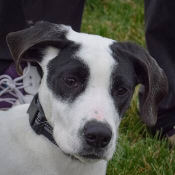 Rescue Boxer and Labrador Retriever Dogs for Adoption in Huntley, Illinois - Shirley | PetCurious