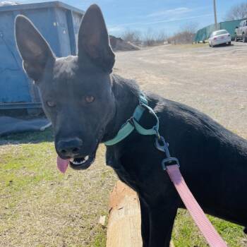 Mixed Breed Dogs Available for Adoption in Pauls Valley, Oklahoma - Jagger | PetCurious