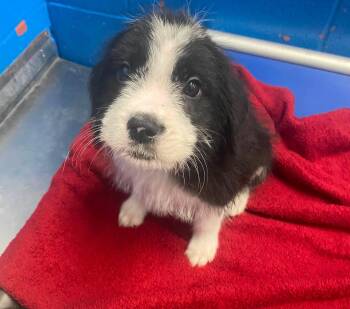Alex -  Terrier Dog for Adoption in Maryville, Missouri - Alex | PetCurious