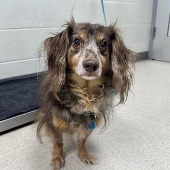Terra -  Dachshund Dog for Adoption in Evansville, Indiana - Terra | PetCurious
