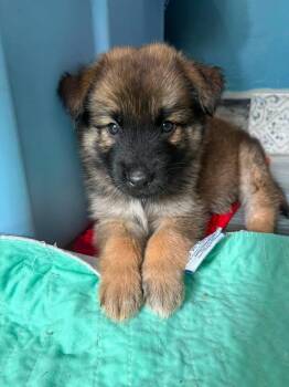 Luke -  German Shepherd Dog and Norwegian Elkhound Dog for Adoption in Berlin, New Jersey - Luke | PetCurious