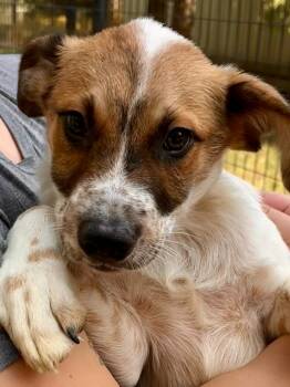 Rescue Brittany Spaniel Dogs for Adoption in Thompson Falls, Montana - Chilton | PetCurious