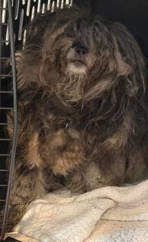 Lhasa Apso and Shih Tzu Dogs Available for Adoption in Ashland, Wisconsin - Tinkerbell | PetCurious