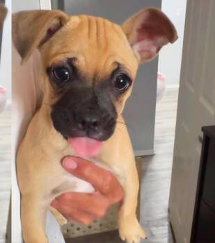 Fiona -  Pug Dog for Adoption in Seal Beach, California - Fiona | PetCurious