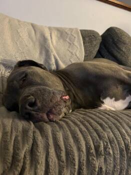 Gravy -  Pit Bull Terrier and American Bulldog Dog for Adoption in Millcreek, Utah - Gravy | PetCurious