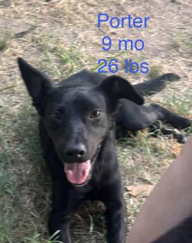 Porter -  Shepherd Dog for Adoption in South Kingstown, Rhode Island - Porter | PetCurious