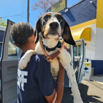 Beagle Dogs Available for Adoption in Falls Church, Virginia - Goldie Pup: Kate | PetCurious
