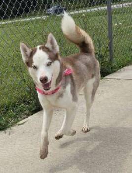 Zoey -  Siberian Husky Dog for Adoption in Bucyrus, Ohio - Zoey | PetCurious