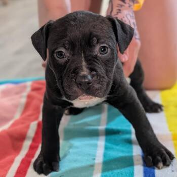 Mixed Breed Dogs Available for Adoption in Alma, Michigan - Tommy (Rugrats Pup) | PetCurious