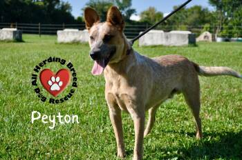 Rescue Cattle Dog Dogs for Adoption in Joliet, Illinois - Peyton | PetCurious